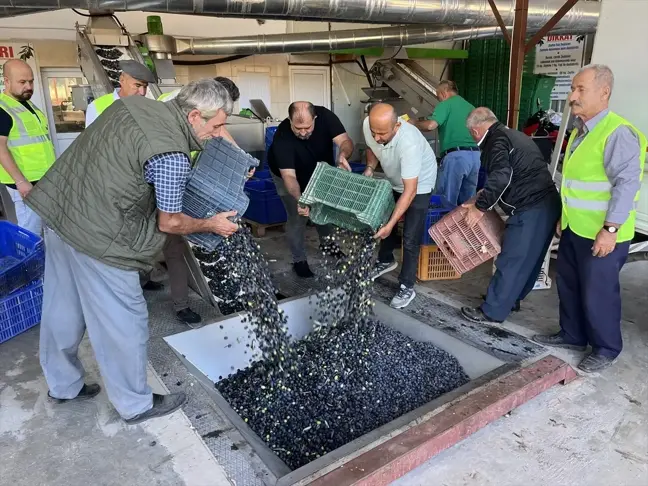 Kumluca'da Zeytinyağı Sıkım Sezonu Başladı