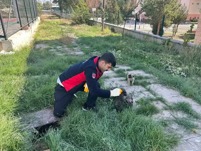 Sungurlu'da İtfaiye Ekipleri Sıkışan Kedi ve Köpek Yavrusunu Kurtardı