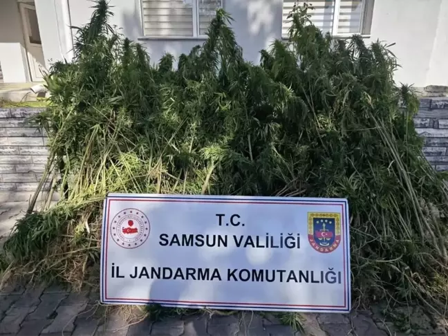 Samsun'da Kenevir Ekimi Yapan Şahıs Yakalandı