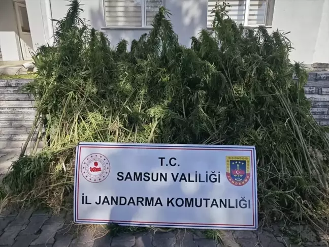 Samsun'da 728 Kök Kenevir Ele Geçirildi