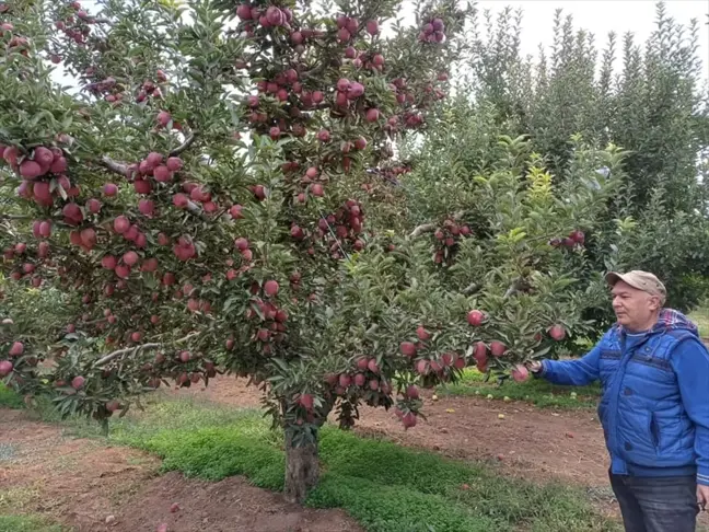 Beyşehir'de Elma Hasadı Devam Ediyor