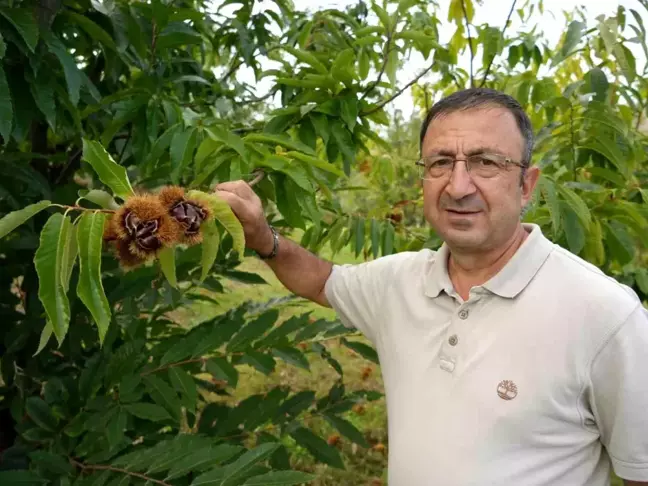 Gal Arısına Dayanıklı Kestane Çeşitlerinin Hasadına Başlandı