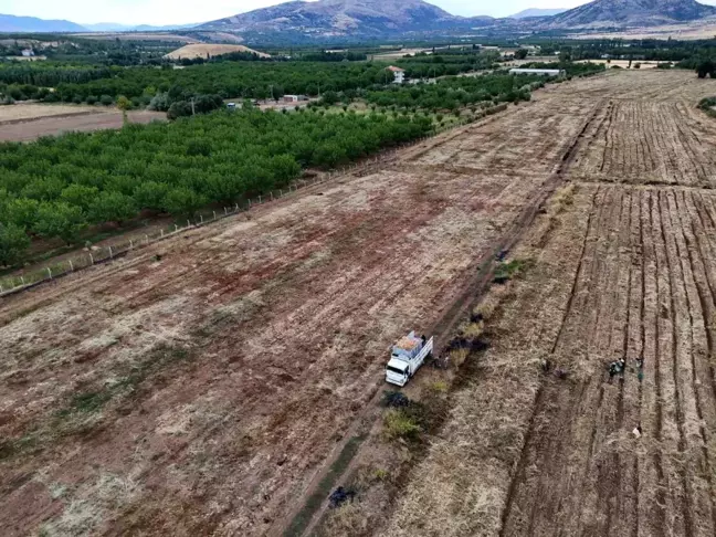 Malatya'da Soğan Hasadı Tamamlandı, Ürünler Avrupa'ya İhraç Edilecek