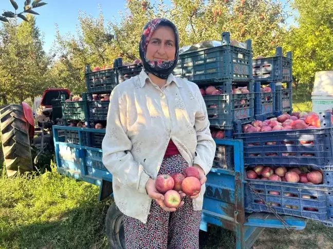 Buldan'da Elma Rekoltesi ve Kalitesi Yüzleri Güldürüyor