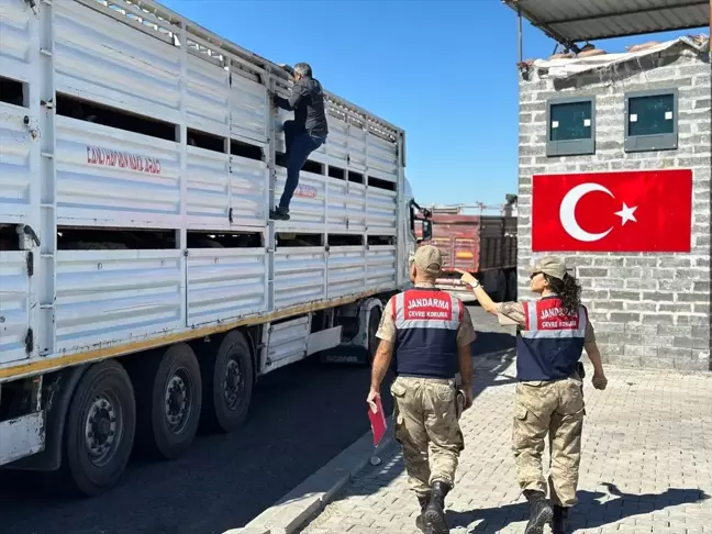 Diyarbakır'da Yol Kontrolünde Ruam Belgesi Olmayan 384 Hayvan Ele Geçirildi