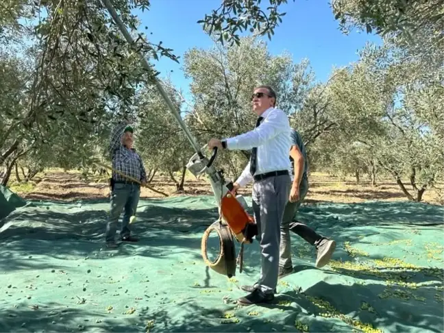 Kaymakam İlyas Memiş Zeytin Hasadına Katıldı