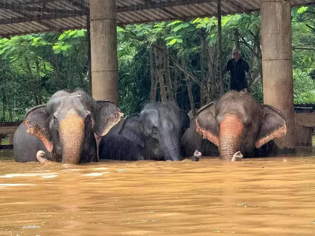 Chiang Mai'deki Sel Felaketi: 100 Fil Kurtarıldı, 2 Fil Telef Oldu