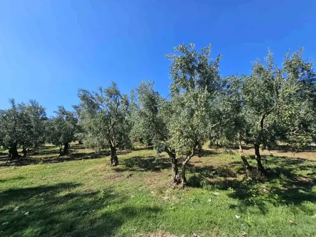 Zeytin Üretim Maliyetleri Artıyor: 2024'te 1 Kilogram Zeytin Maliyeti 53,41 TL