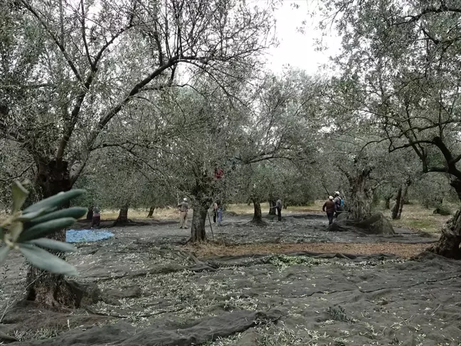 Zeytin Hasadında Hırsızlıkları Önlemek İçin Güvenlik Önlemleri Artırıldı