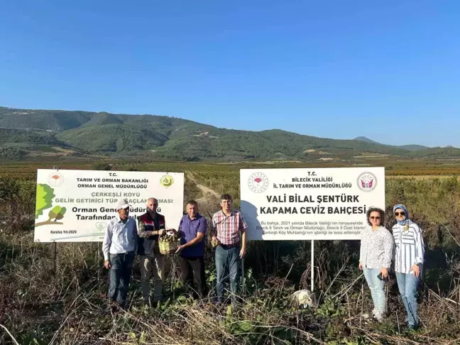 Çerkeşli Köyünde İlk Ceviz Hasadı Yapıldı