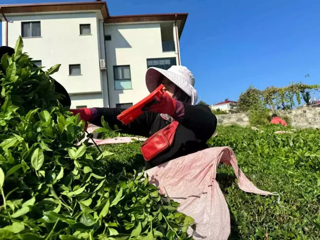 Rize'de 4. Sürgün Çay Hasadı Başladı