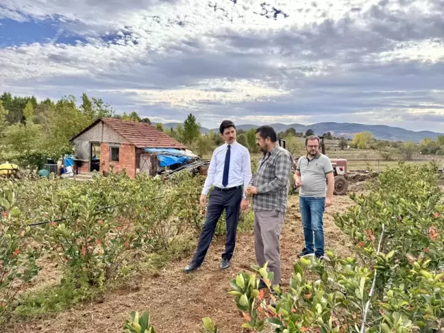 Kaymakam Kahraman'dan Ahududu ve Aronya Tarlalarına İnceleme