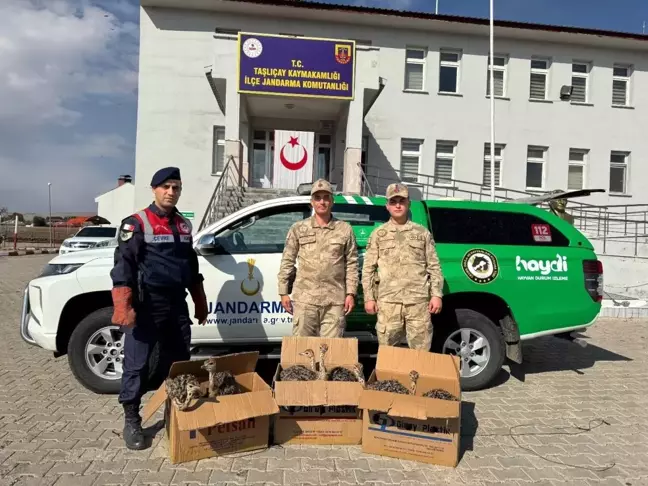 Ağrı'da Yol Kontrolünde 6 Yavru Deve Kuşu Ele Geçirildi