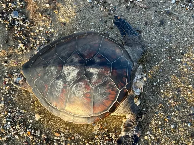 Antalya'da Ölü Caretta Caretta Bulundu