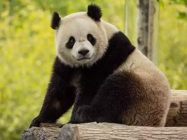 ABD'ye İki Yeni Panda Geliyor