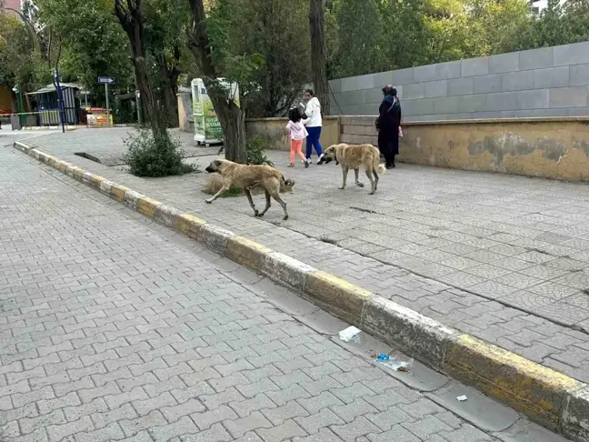 Kağızman'da Sokak Köpekleri Tehlike Saçıyor