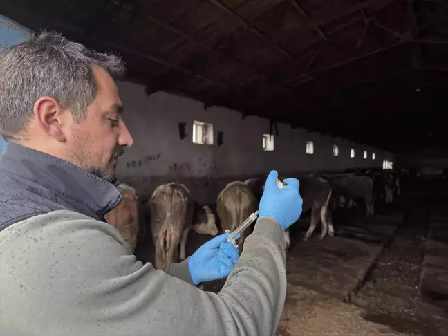 Kars'ta Şap Hastalığına Karşı Yoğun Aşı Programı Uygulanıyor