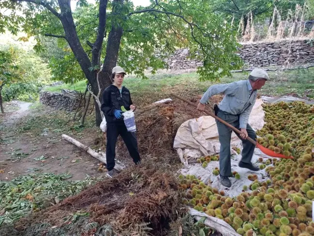 Aydın'da Kestane Hasadı Devam Ediyor