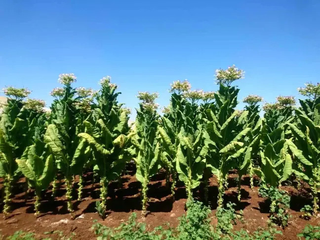 Ege İhracatçı Birlikleri'nin Tarım İhracatı 7,5 Milyar Doları Aştı