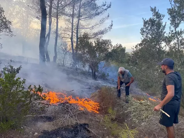 Antalya'da Yangın Zeytin Ağaçlarına Zarar Verdi