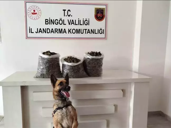 Bingöl'de Uyuşturucu Operasyonu: 4 Kilo Esrar ve 190 Kök Kenevir Ele Geçirildi