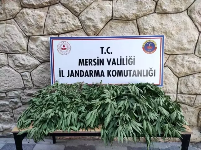 Mersin'de Uyuşturucu Operasyonu: 3 Şahıs Yakalandı