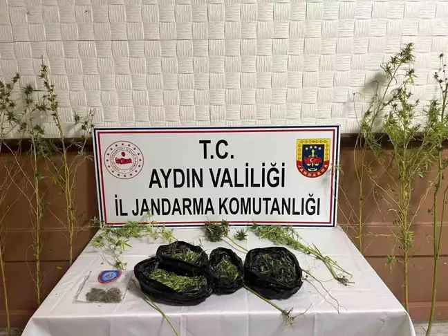 Söke'de Kenevir Yetiştiren Şahıs Jandarma Tarafından Yakalandı