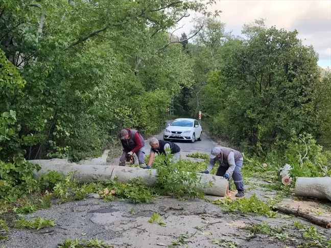 Adana'da Rüzgar Ağaçları Devrildi, Yol Kapandı