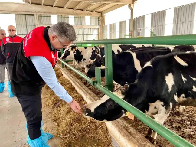 Balıkesir'de Hastalıktan Ari Hayvancılık İşletmeleri Artıyor