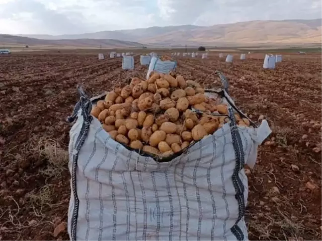 Malatya'nın Palanga Mahallesi'nde Patates Hasadı Başladı