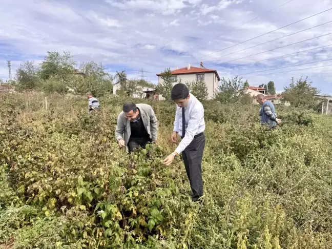 Pazaryeri Kaymakamı Kahraman, Yeni Ahududu ve Aronya Tarlalarını İnceledi