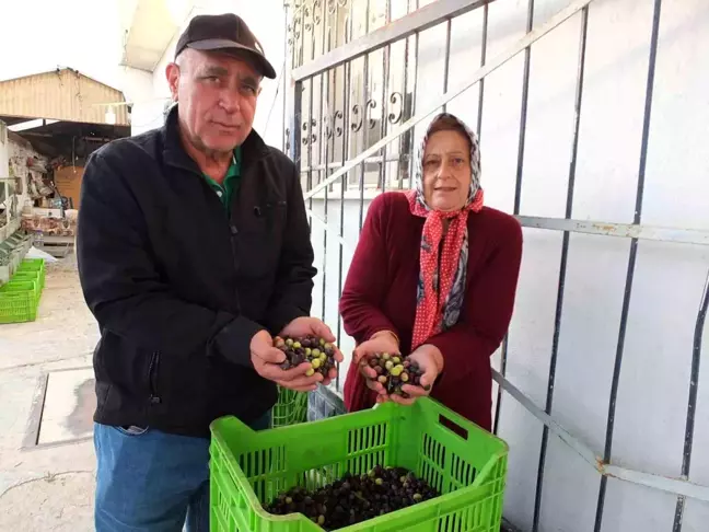 Balıkesir'de Zeytin Hasadı Kuraklık Sebebiyle Olumsuz Etkilendi