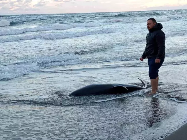 Sakarya'da 2 Metre Boyunda Ölü Yunus Balığı Sahile Vurdu