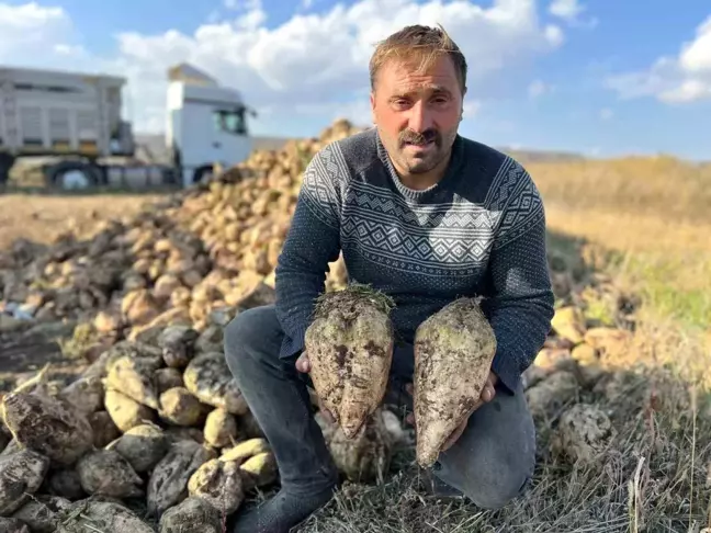 Akyaka'da 100 Bin Ton Şeker Pancarının Hasadı Başladı