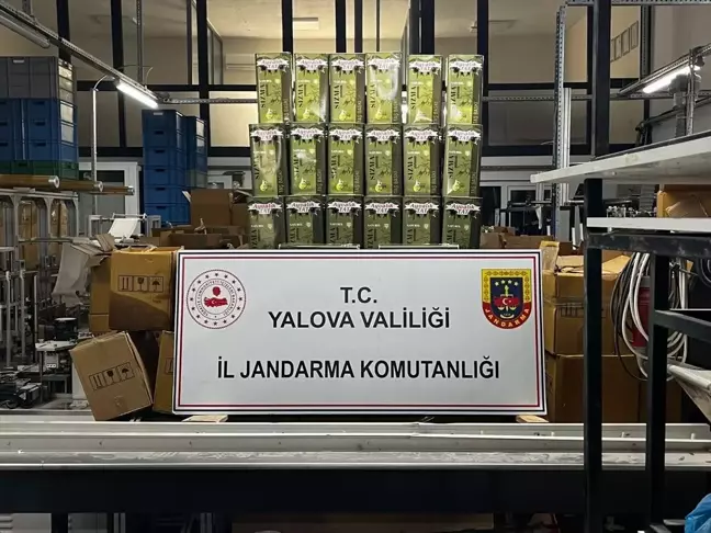 Yalova'da Jandarma Operasyonu: 33 Bin 760 Litre Zeytinyağı Ele Geçirildi