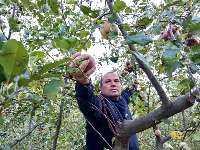 Adana'da Hava Soğudu, Elma Hasadı Erken Gerçekleşti