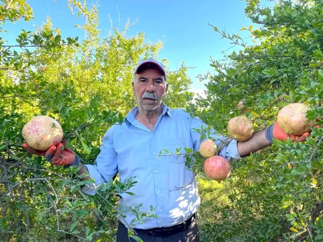 Suruç Narının Hasadı Başladı: AB Tescilli Tek Nar Çeşidi