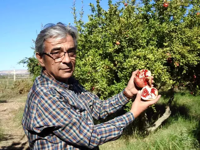 Gaziantep'te Nar Hasadı İçin Son Hazırlıklar Yapılıyor