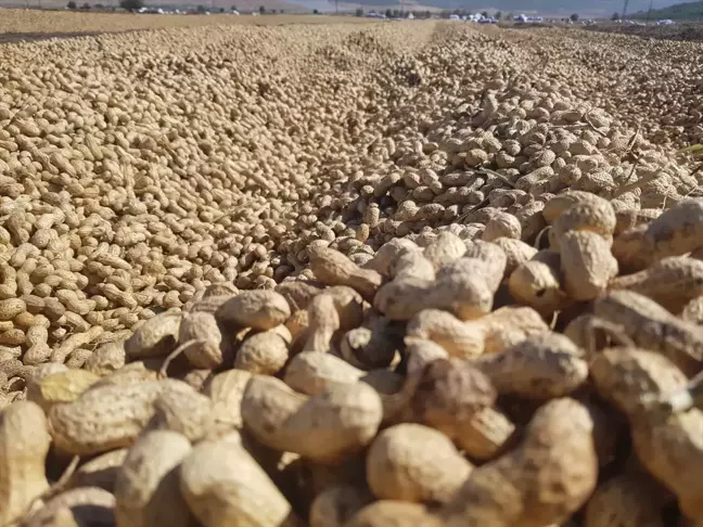 Gaziantep'te Yer Fıstığı Hasadı Başladı