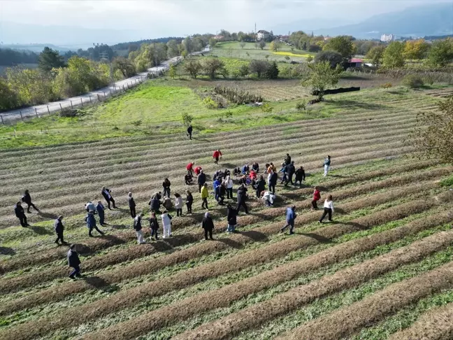 Karabük'te dünyanın en pahalı baharatı Safranın hasadına başlandı