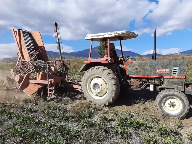 Çorum'da Şeker Pancarında Hasat Başladı