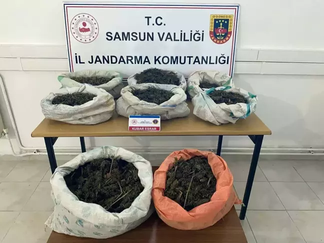 Samsun'da Ormanlık Alanda Uyuşturucu Operasyonu: 8 Kilo 525 Gram Esrar Ele Geçirildi