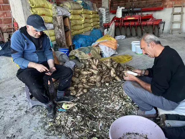 Kavak'ta Şeker Pancarı Pekmezi Üretimi Başladı