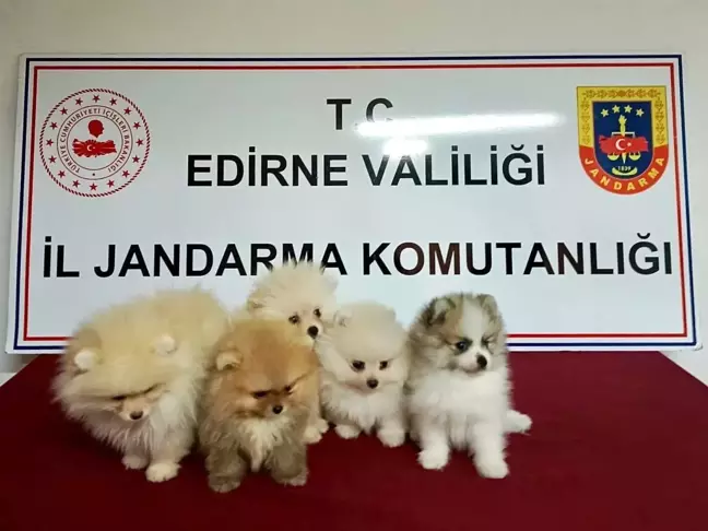 Edirne'de Yasa Dışı Yolla Getirilen 5 Pomeranian Köpek Ele Geçirildi