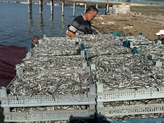 Kuraklığa Rağmen İznik Gölü'nde 5 Ton Gümüş Balığı Avlandı