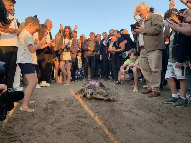 İztuzu Plajı'nda Tedavi Edilen Caretta Carettalar Doğaya Salındı