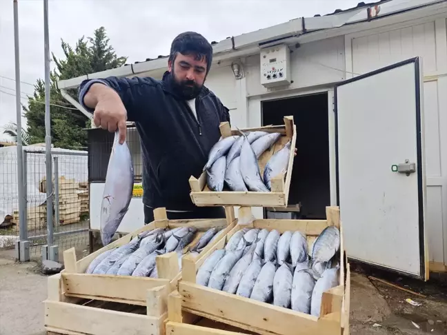 Samsun'da Palamut Bolluğu: 75 Liradan Tükendi