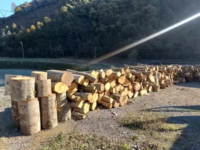 Artvin'de Kaçak Ağaç Kesimi İle İlgili Gözaltı