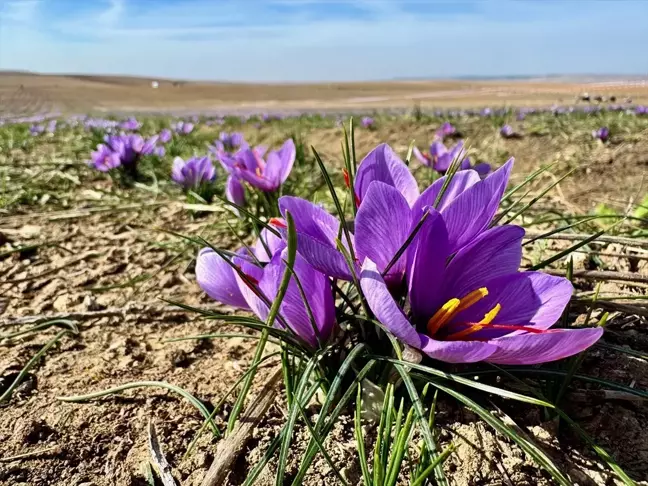 Eskişehir'de Safran Hasat Festivali Düzenlendi