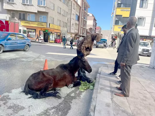 Kars'ta Bitkin Düşen Sahipsiz At Tedavi Edildi